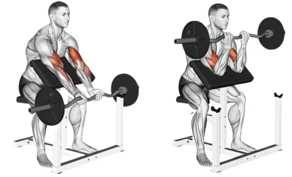 Close-Grip EZ Bar Preacher Curl