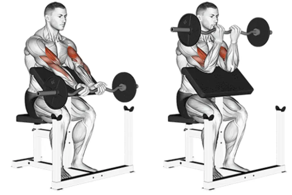 Ez Bar Preacher Curl