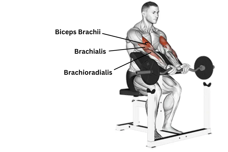 Ez Bar Preacher Curl Muscles Worked