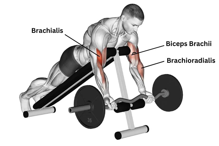 Ez bar Spider Curl Muscles Worked