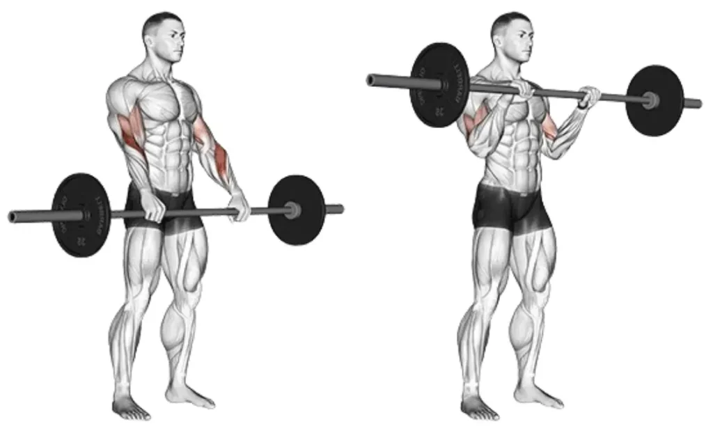 Barbell Reverse Curl