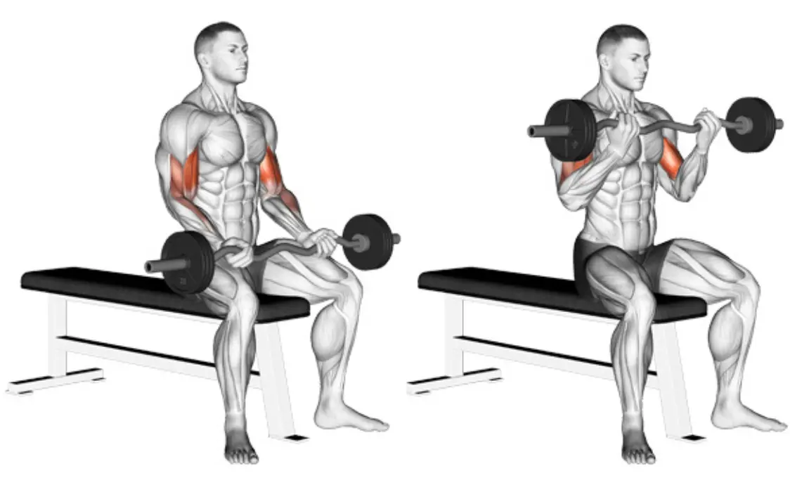 EZ Bar Seated Curl