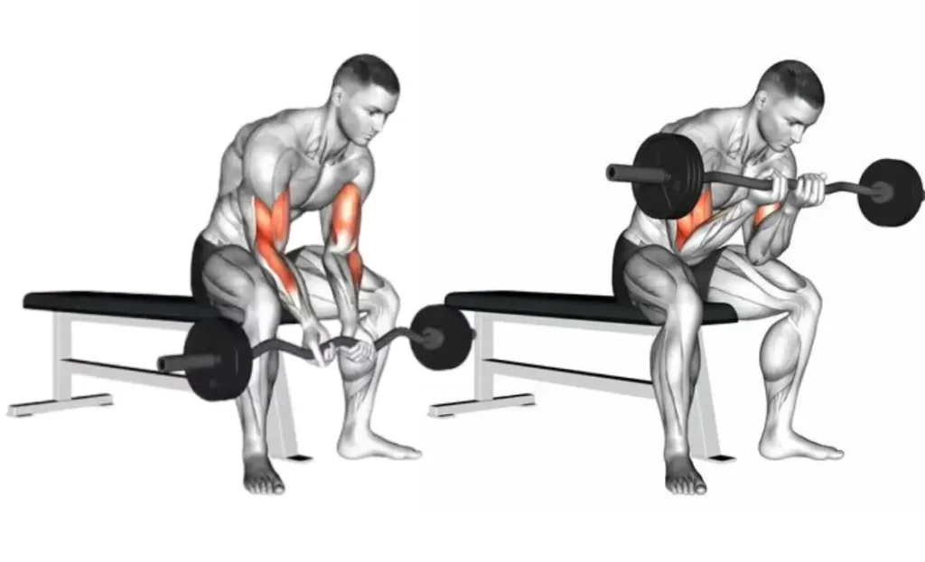 EZ Bar Concentration Curl