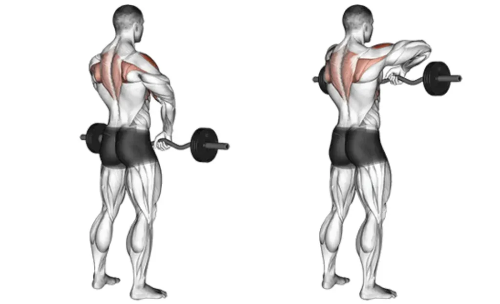 ez bar upright row