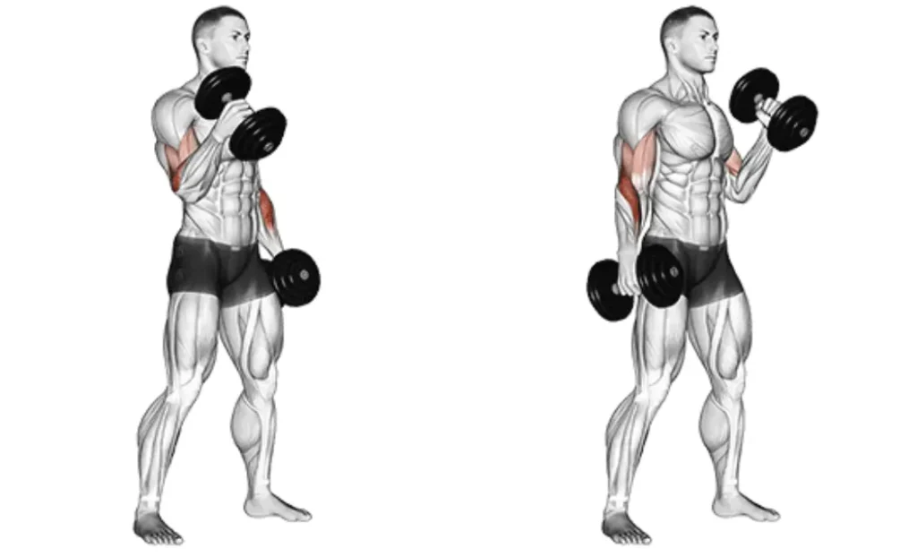 Dumbbell Hammer Curl