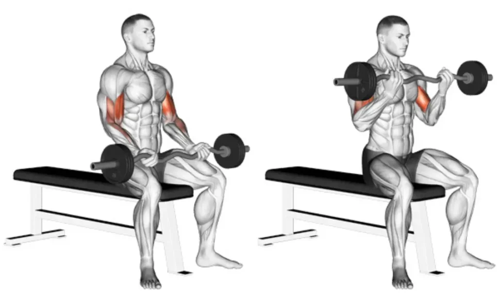 Seated Close Grip EZ Bar Curl