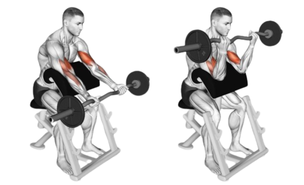 Ez Bar Wide Grip Preacher Curl