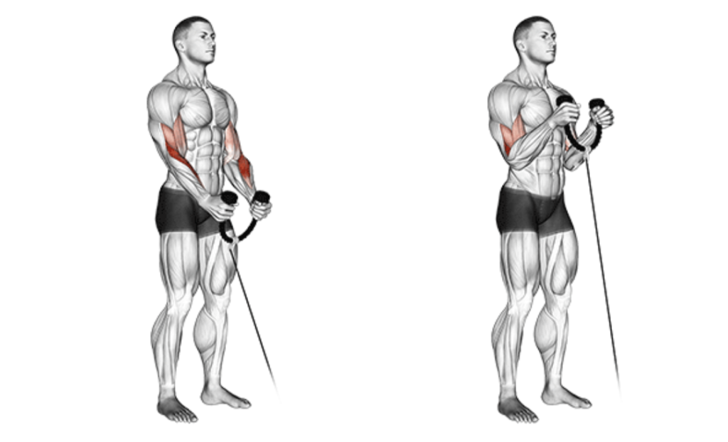 Cable Rope Hammer Curl