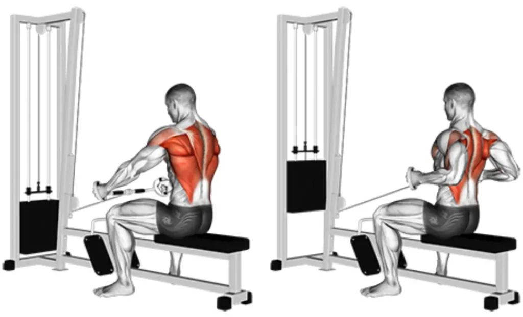 Seated Cable Row