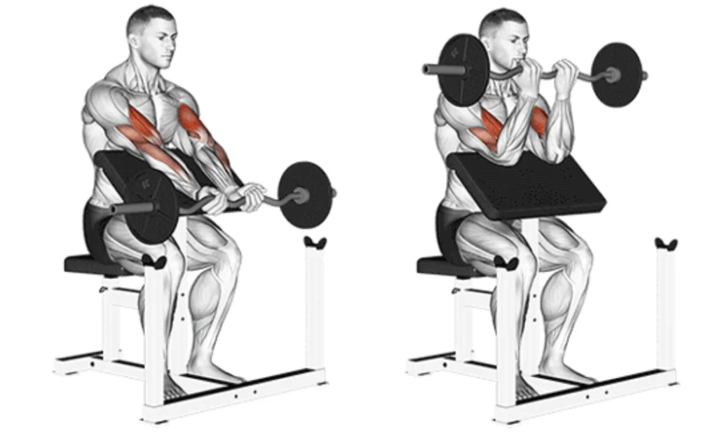 Ez Bar Preacher Curl