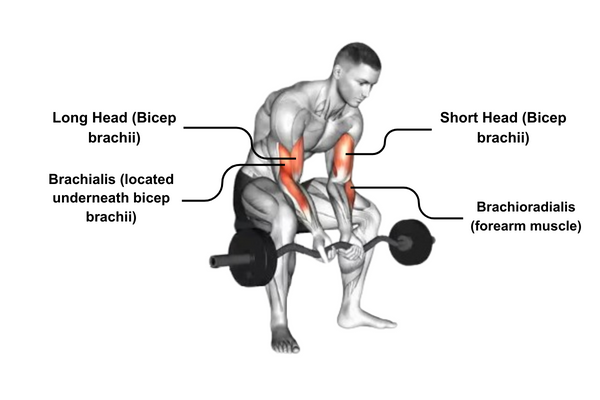 Ez Bar Hanging Curls