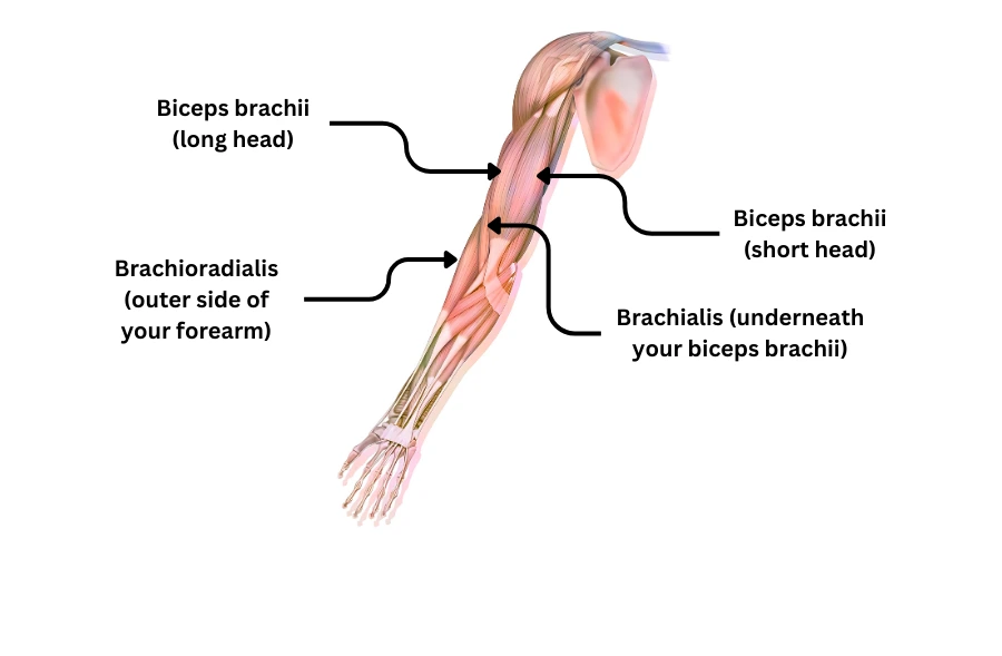 What muscles does bicep exercise work?