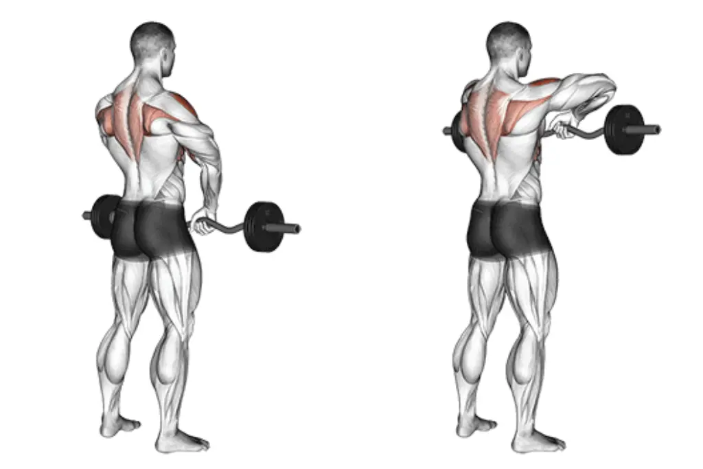 ez bar upright row