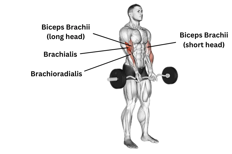 Close Grip EZ Bar Curl muscles worked