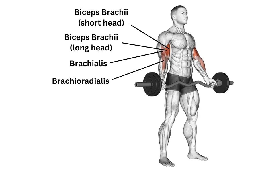 wide grip ez bar curl muscles worked