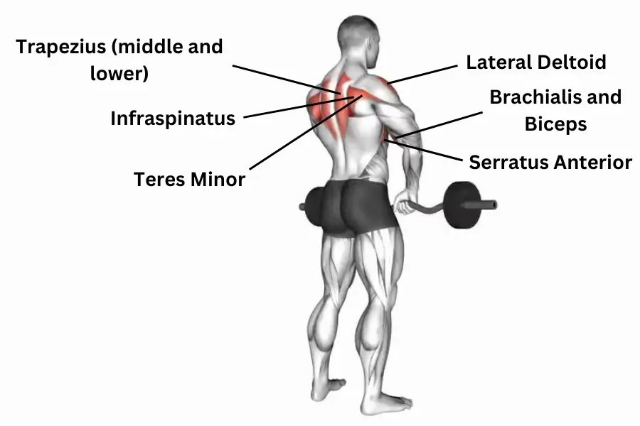 ez bar upright row muscles worked