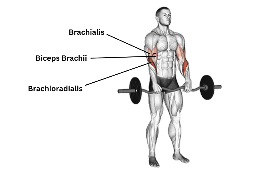 ez bar reverse curl muscles worked