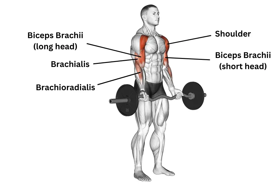 Ez Bar Drag Curl Muscles Worked