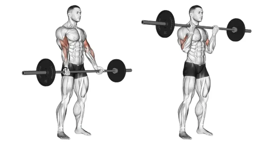 Barbell Exercises