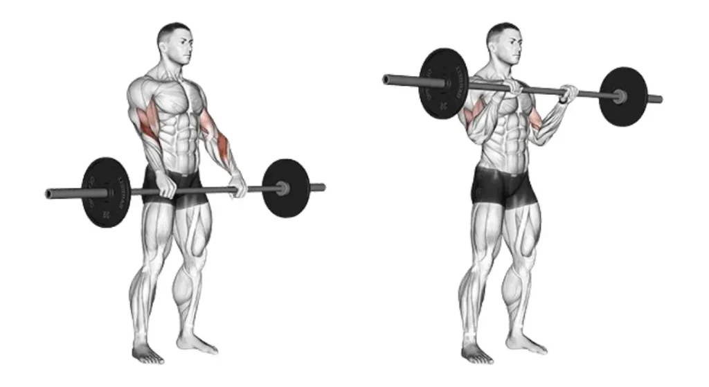 Barbell Reverse Curl