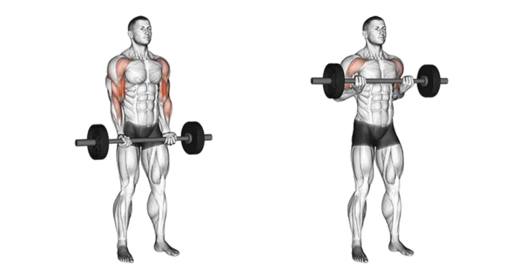 Barbell Exercises