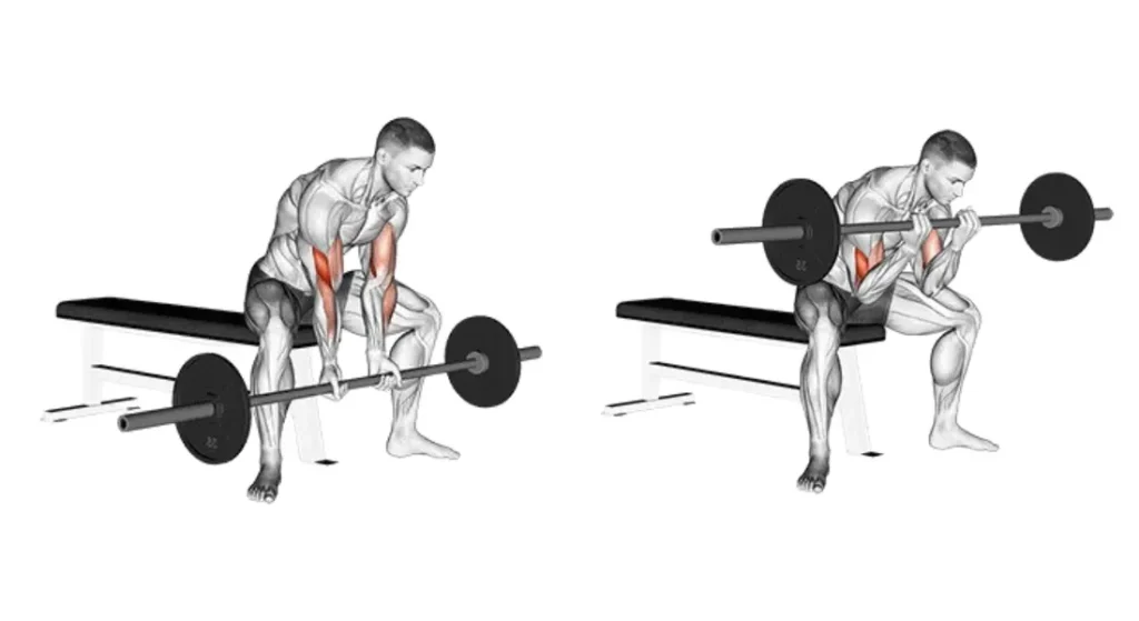 Barbell Exercises