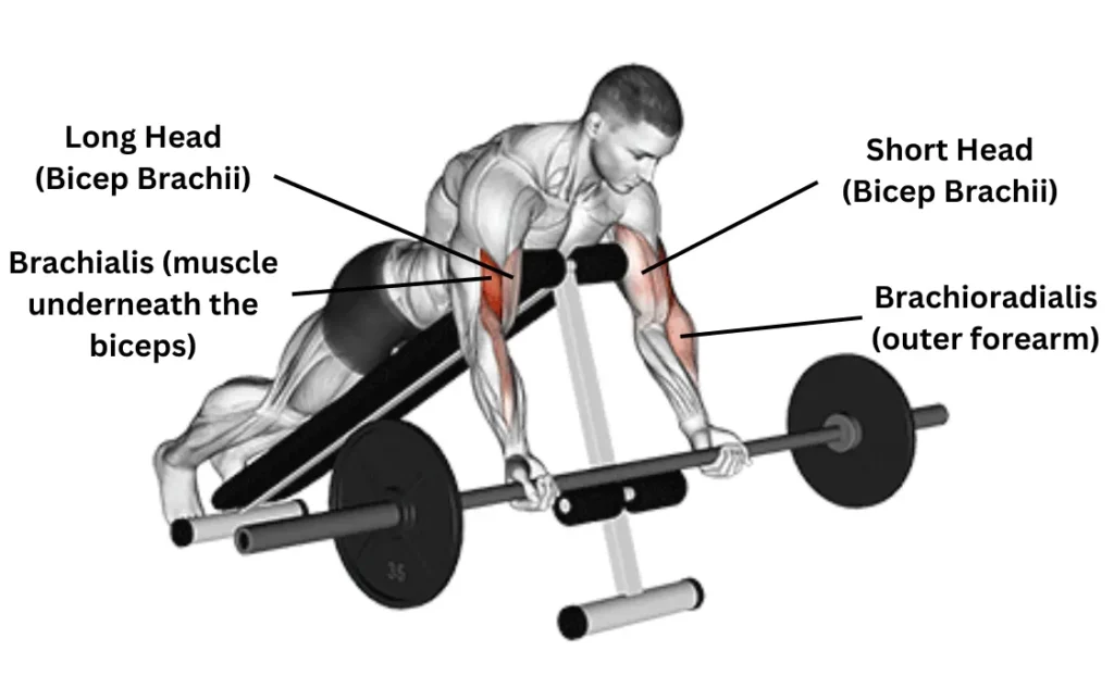 Barbell Spider Curl Muscle Worked