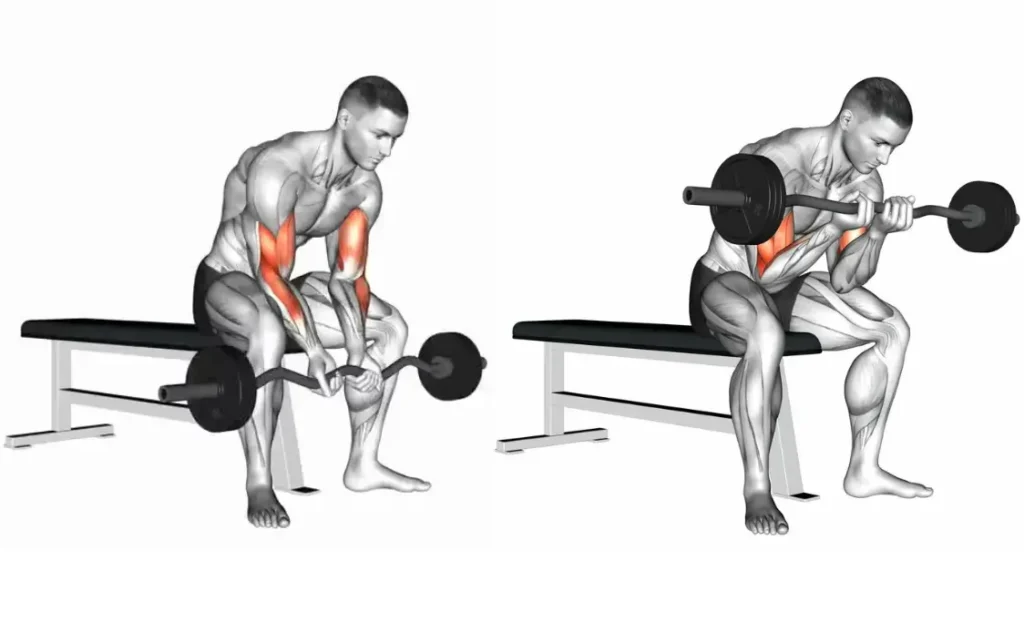 EZ Bar Concentration Curl