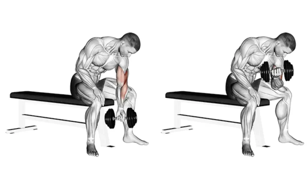 Dumbbell Concentration Curl