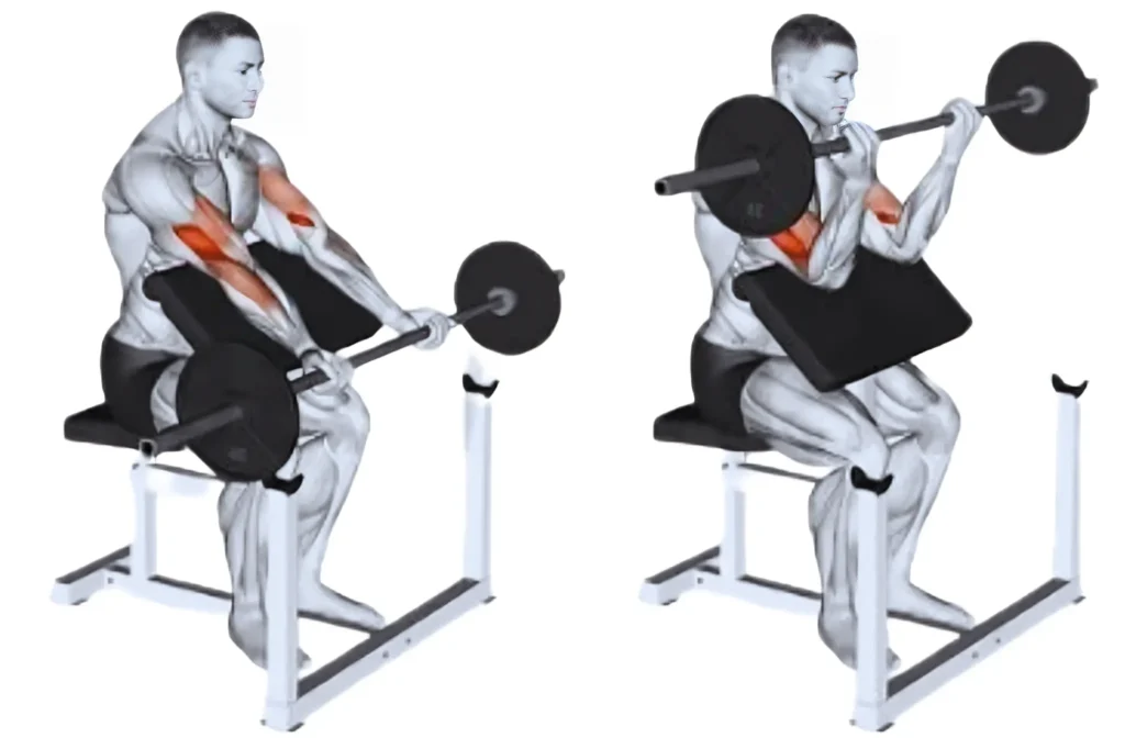 Barbell Preacher Curl