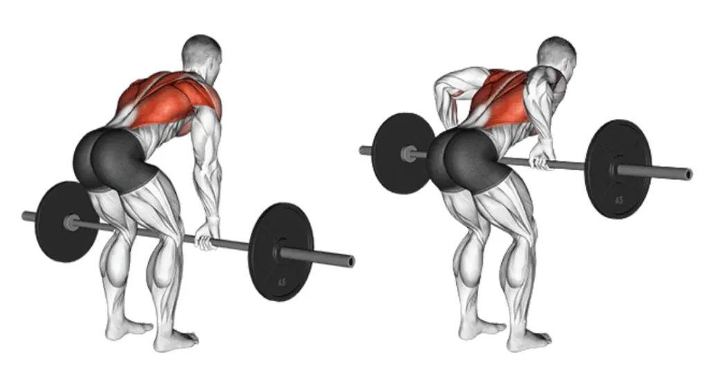 Barbell Exercises