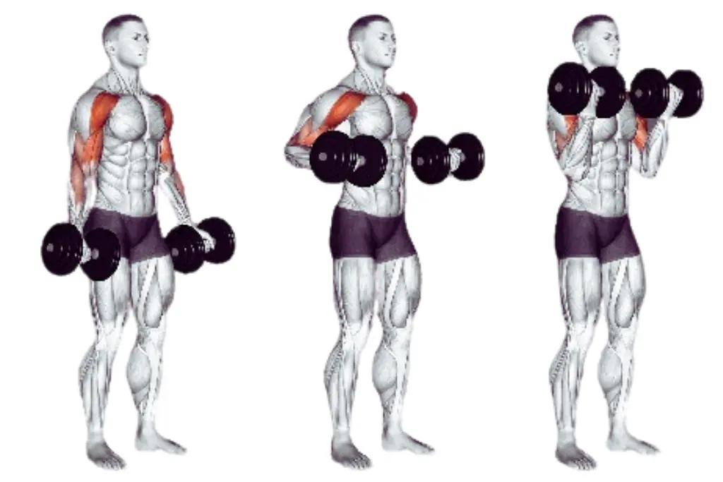 dumbbell drag curl