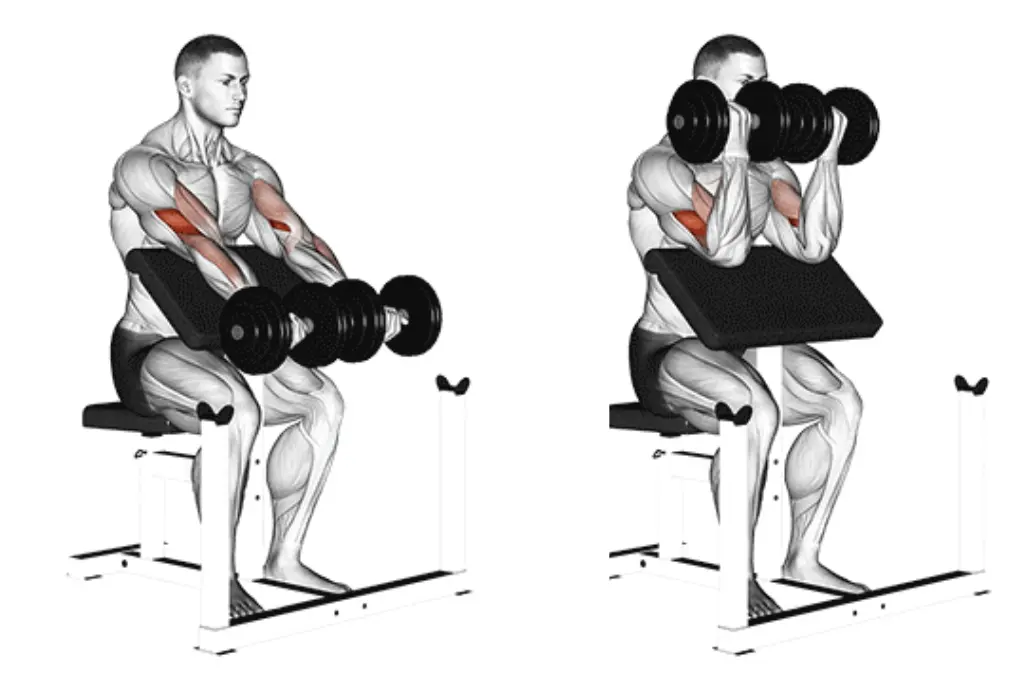 Dumbbell Preacher Curl