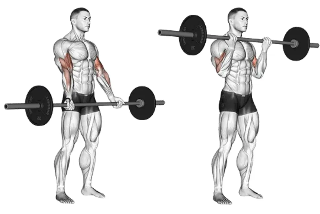 Barbell Curl