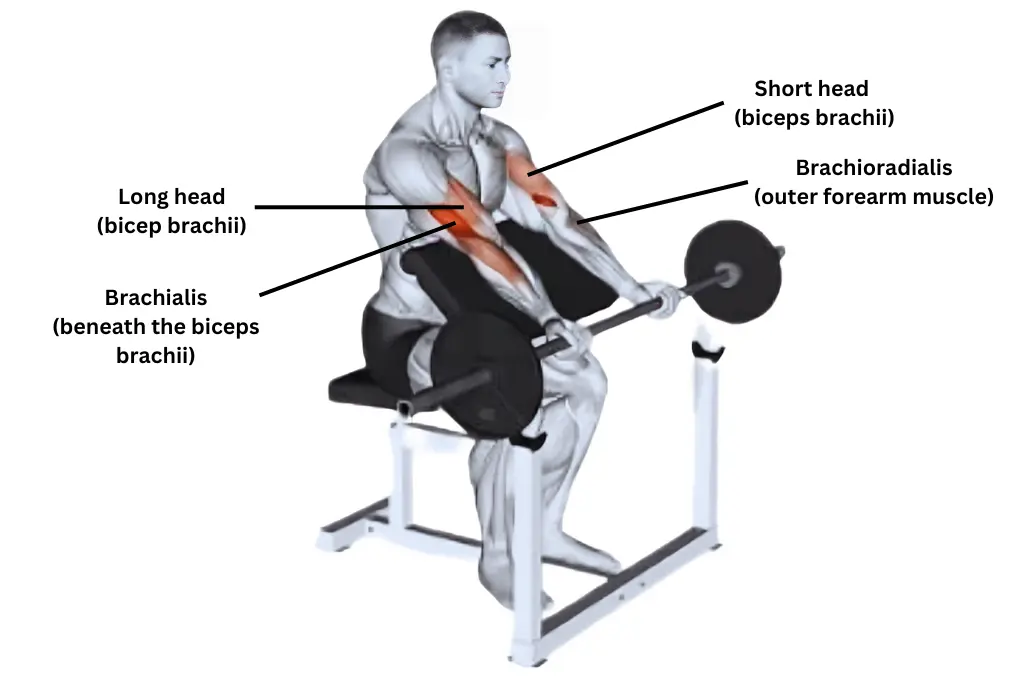 Barbell Preacher Curl