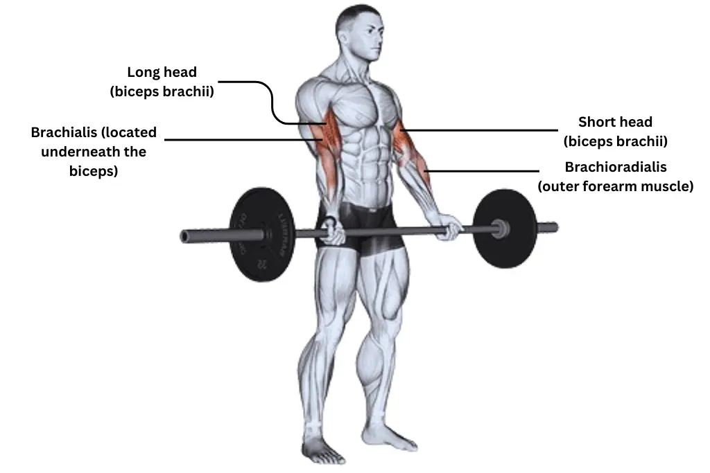 Barbell Curl