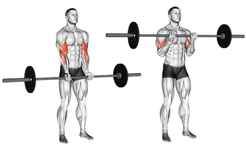 Close Grip Barbell Curl