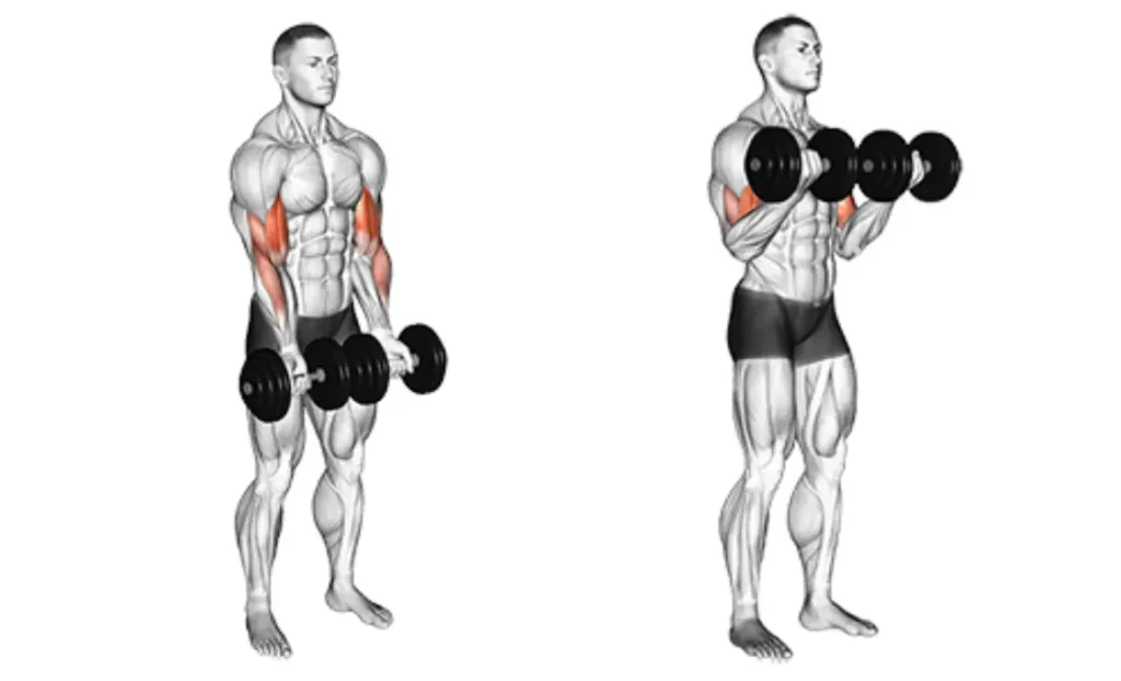 Dumbbell Close Grip Curl