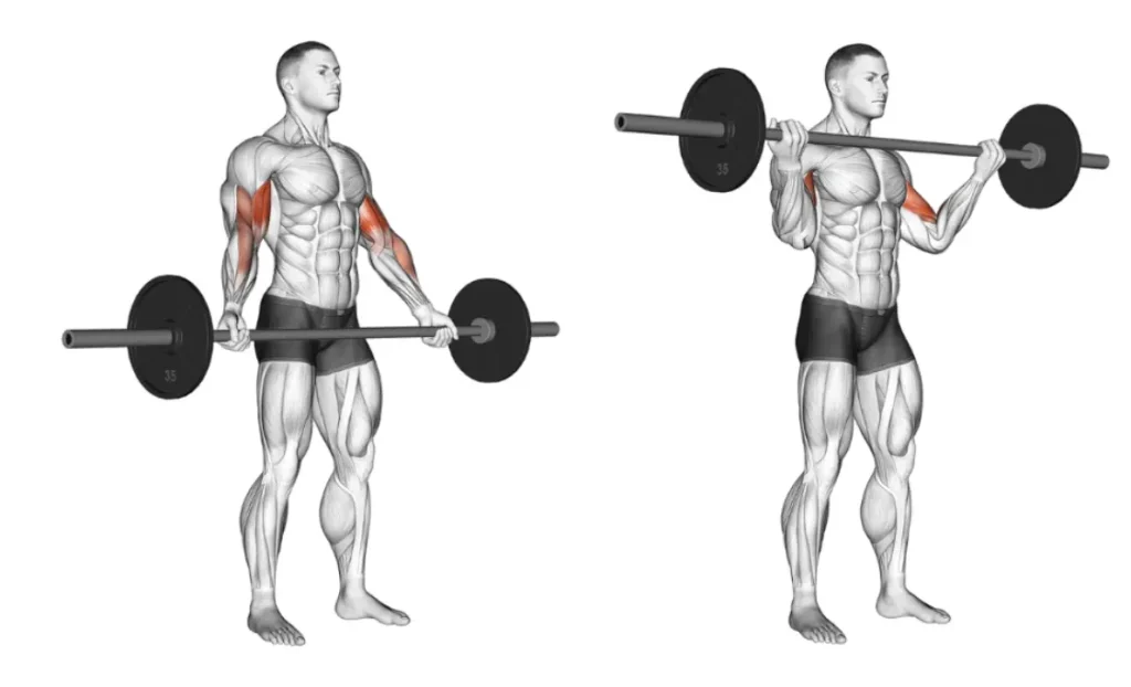 Wide Grip Barbell Curl