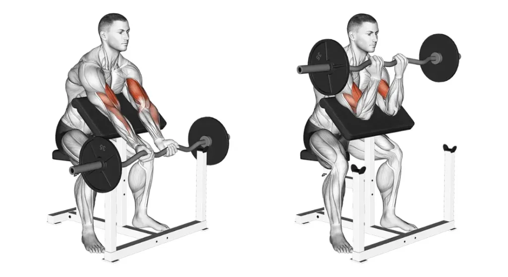 Barbell Exercises