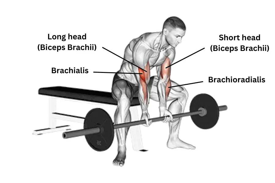 Barbell Concentration Curl muscle worked