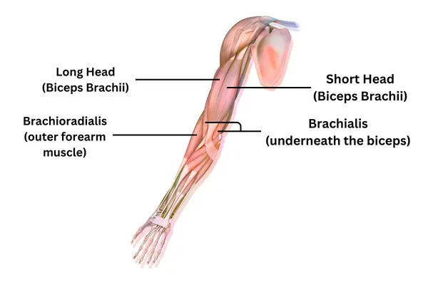 Biceps Muscle Anatomy