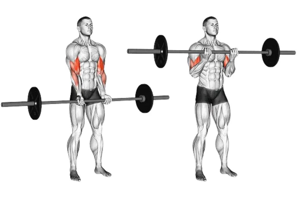 Close Grip Barbell Curl