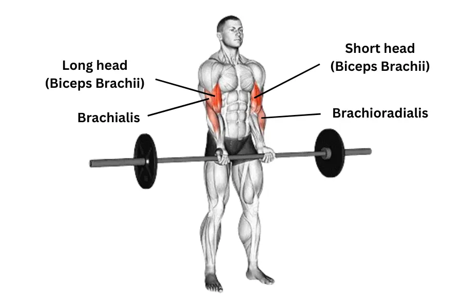 Close Grip Barbell Curl Muscle Work