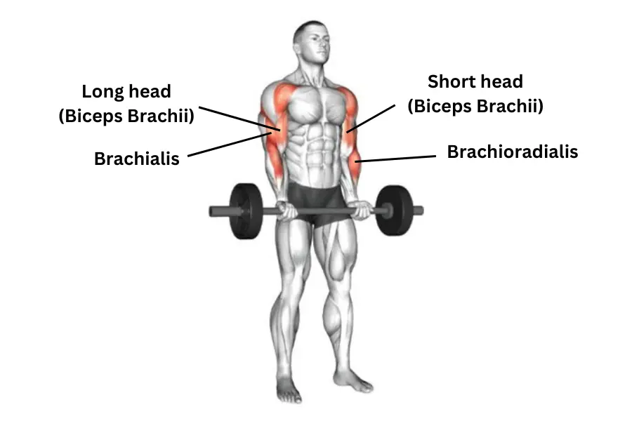 Barbell 21s Muscle Work