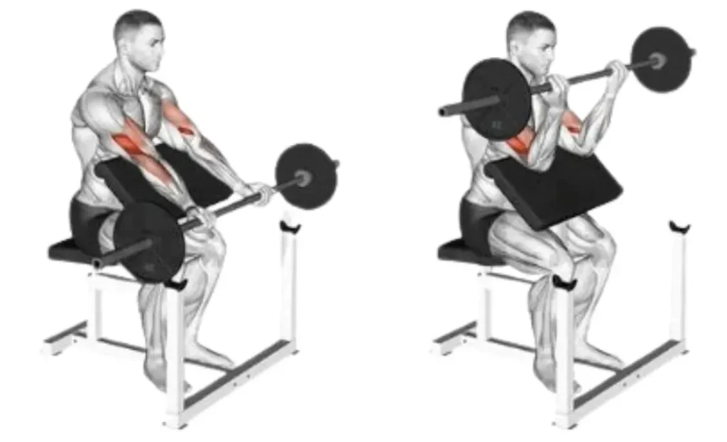 Barbell Preacher Curl