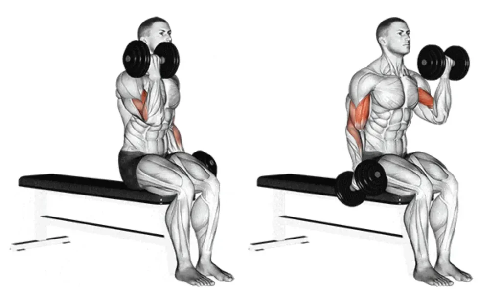 Seated Dumbbell Curl