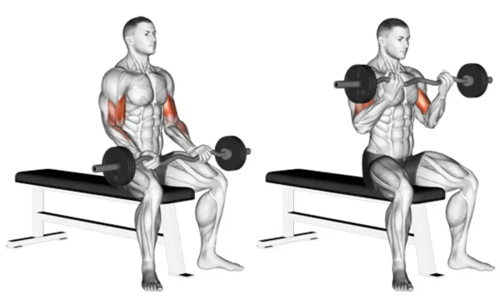 Seated Barbell Curl