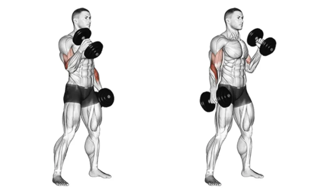 Dumbbell Hammer Curl