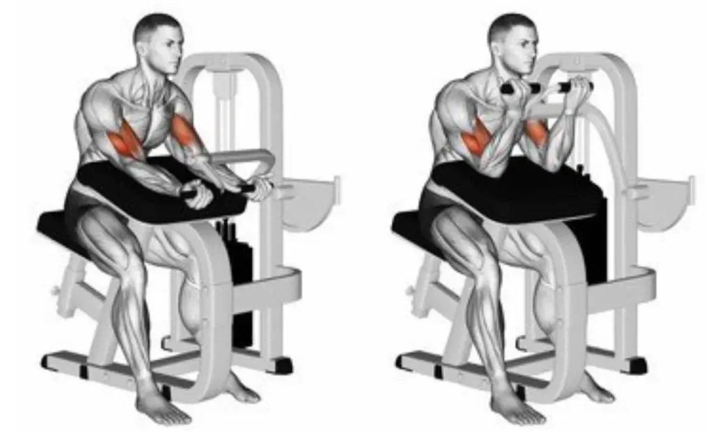 Machine Bicep Curl